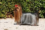 YORKSHIRE TERRIER 466